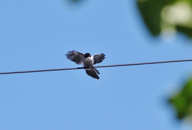 IMG_1319 (800x545).jpg