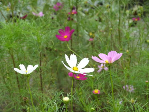 しながわ花海道