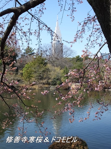 修善寺寒桜