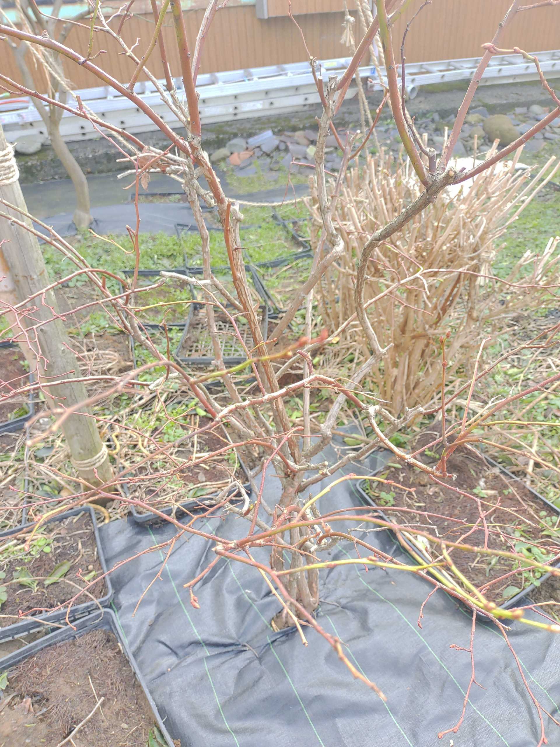 ブルーベリーの冬囲い外す オレンジ園芸ヽ ﾉ 楽天ブログ