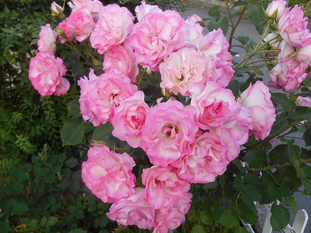 DSCN0458.JPG