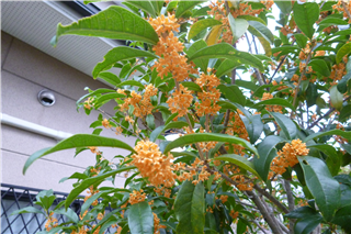 P1020670.png