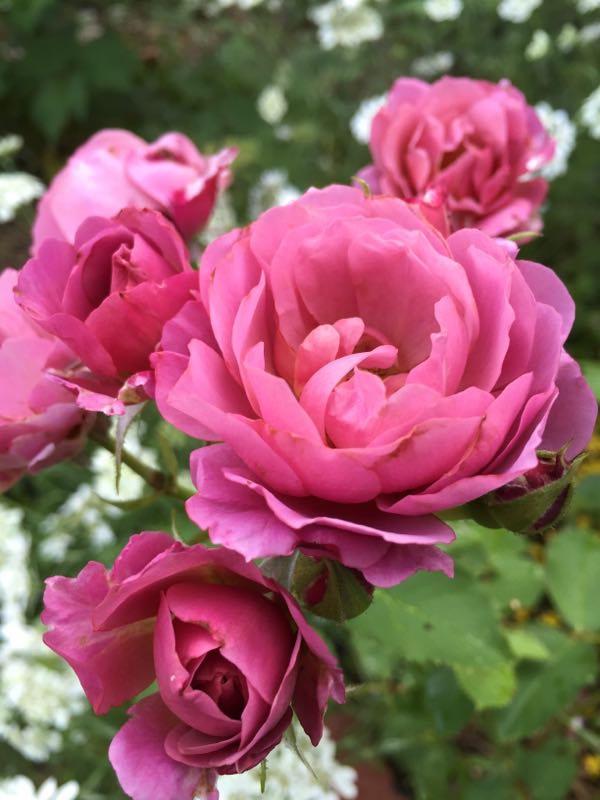 rblog-20160609235227-09.jpg