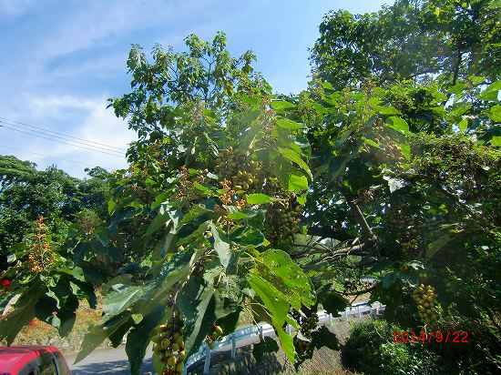 小さな伊豆の秋、見ぃ～付けた、 009.jpg