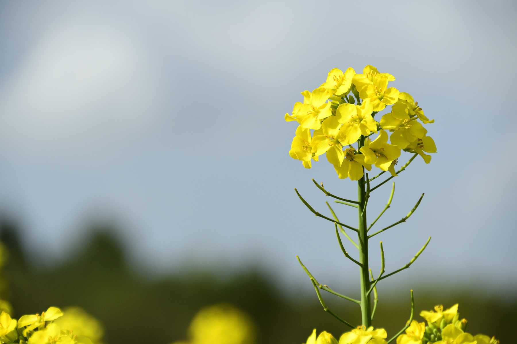 矢巾町の菜の花畑へ見に行きました ふう 出来るだけ書くぞ 楽天ブログ