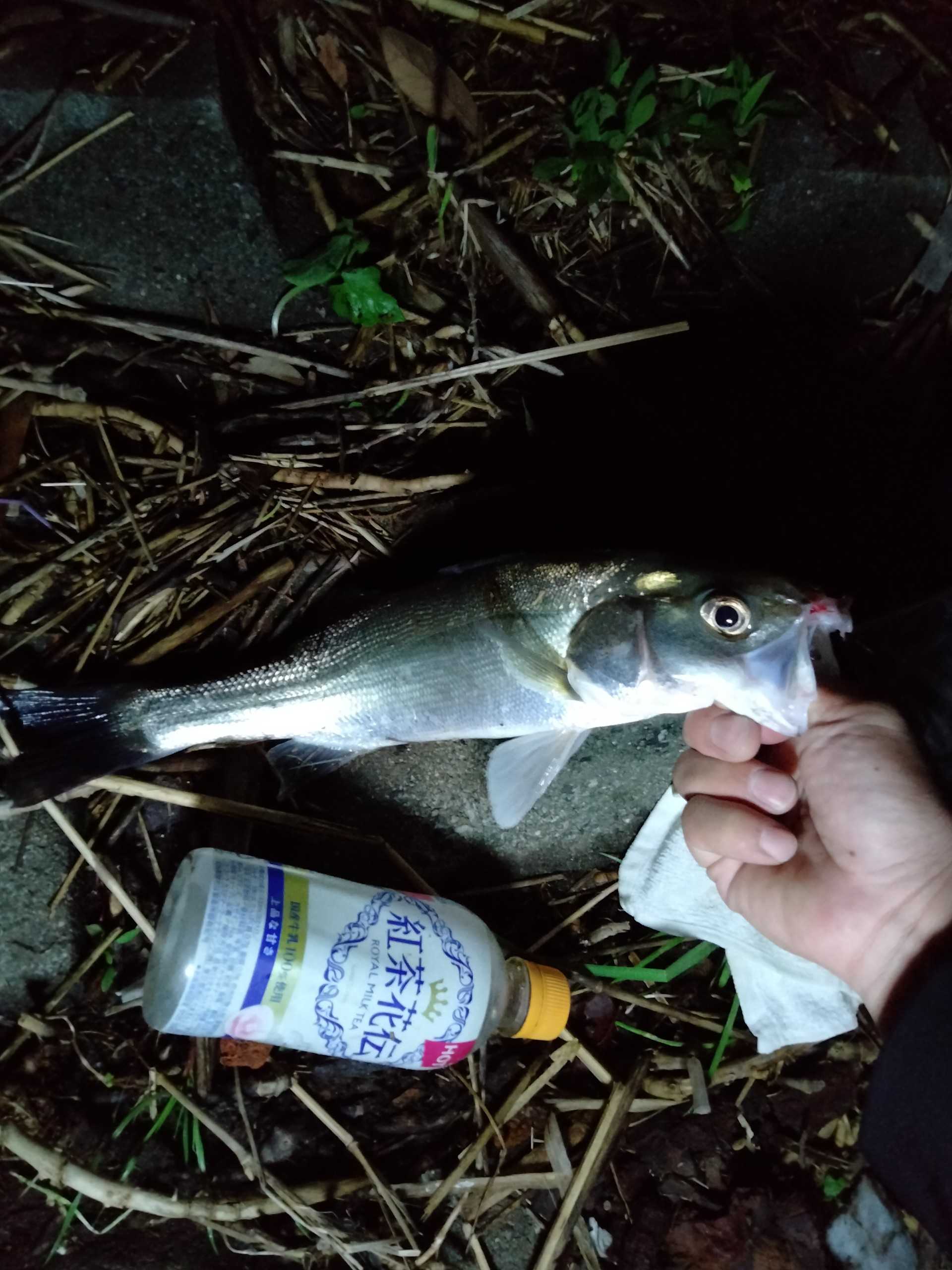 釣り 日本酒 料理 時々釣りブログ 楽天ブログ