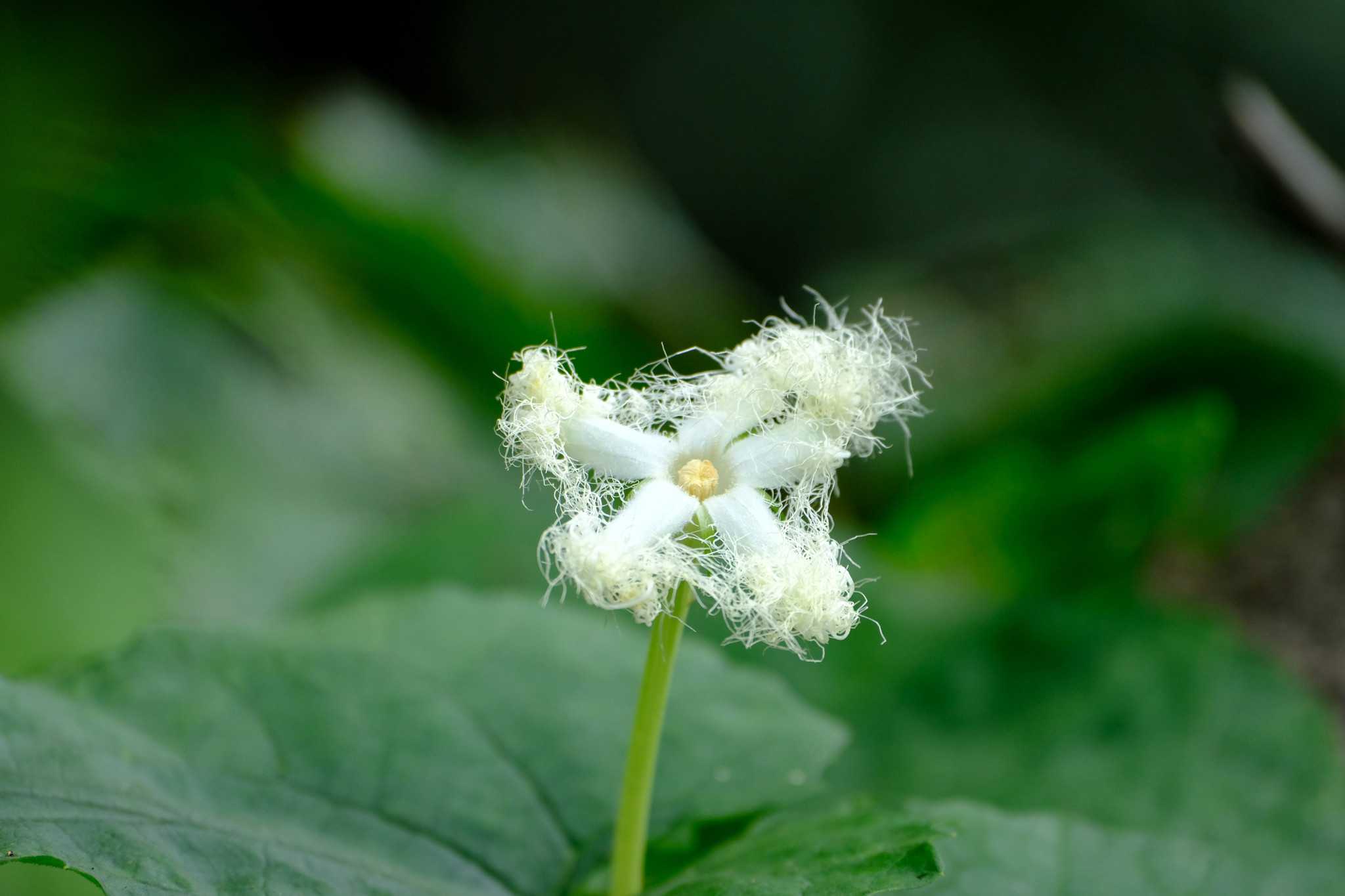 ヘビウリの実 ゴマの花 南風のメッセージ 楽天ブログ ヘビウリの実 ゴマの花 南風のメッセージ 楽天ブログ
