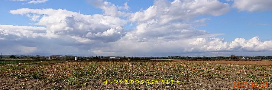 １０／１３一面のカボチャ畑.jpg
