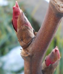 ボタン 新芽 村松の誇り.jpg