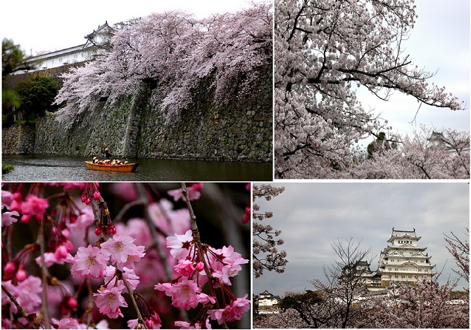 姫路城と桜ー７.jpg