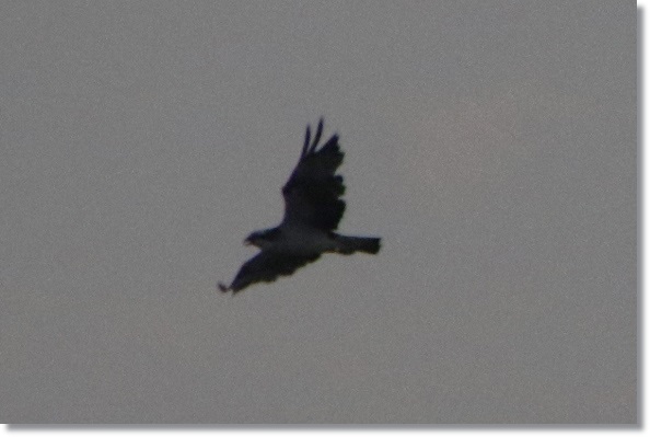 普正寺海岸-7 ハヤブサ？ 15.8.7