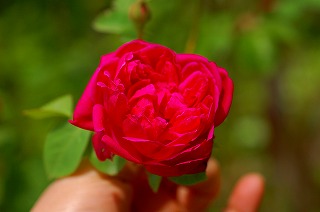 小振りの紫燕飛舞