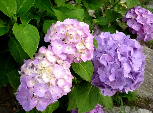 P1110437-1.JPG