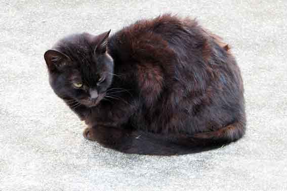 我が家のニャンコ♪2016/2/25-3