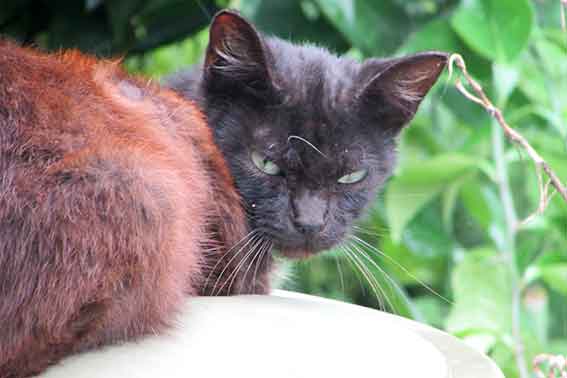 我が家のニャンコ♪2016/07/17-2