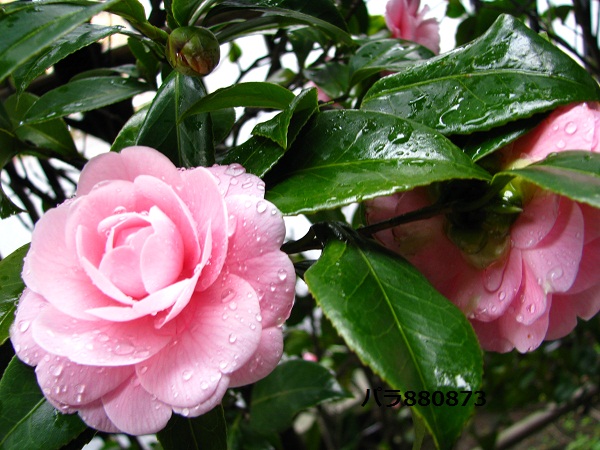 IMG_0892 - コピー (2).JPG