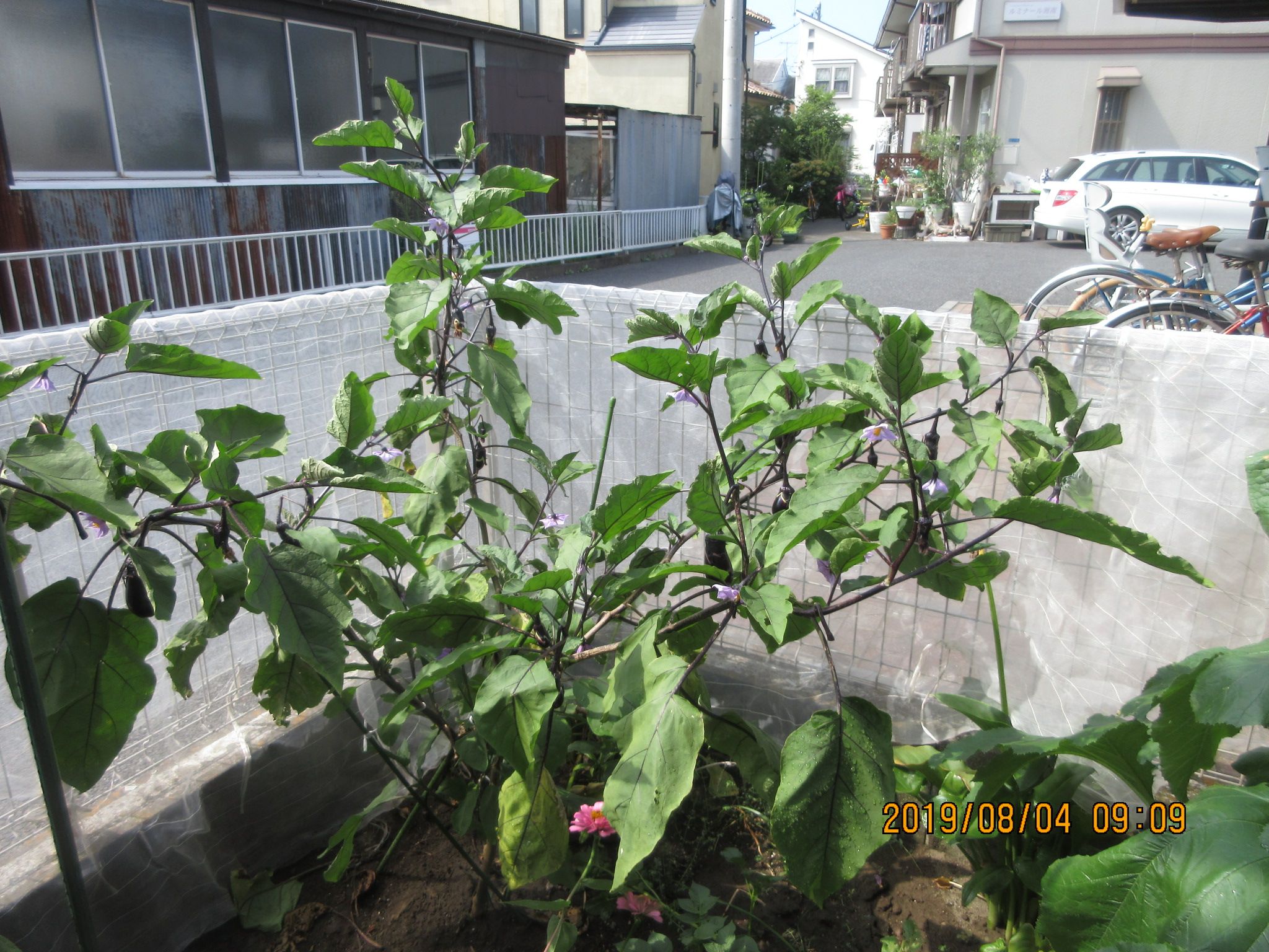 茄子の更新剪定と豆シリーズ サツマイモ 温爺の年金旅 家庭菜園も 楽天ブログ