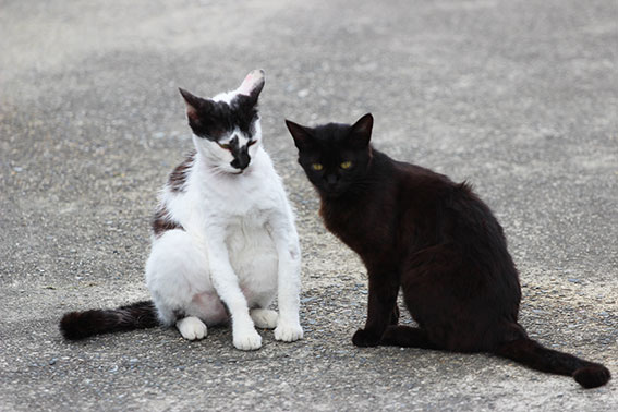 我が家のニャンコ♪2015/5/19-3