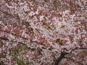 130408-3.jpg
