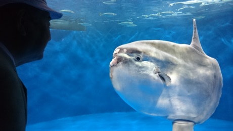 6月15日水族館―4-ss.jpg