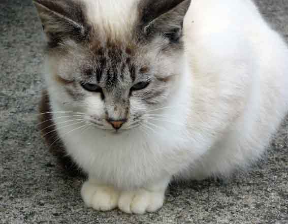 我が家のニャンコ♪2013/12/6-2