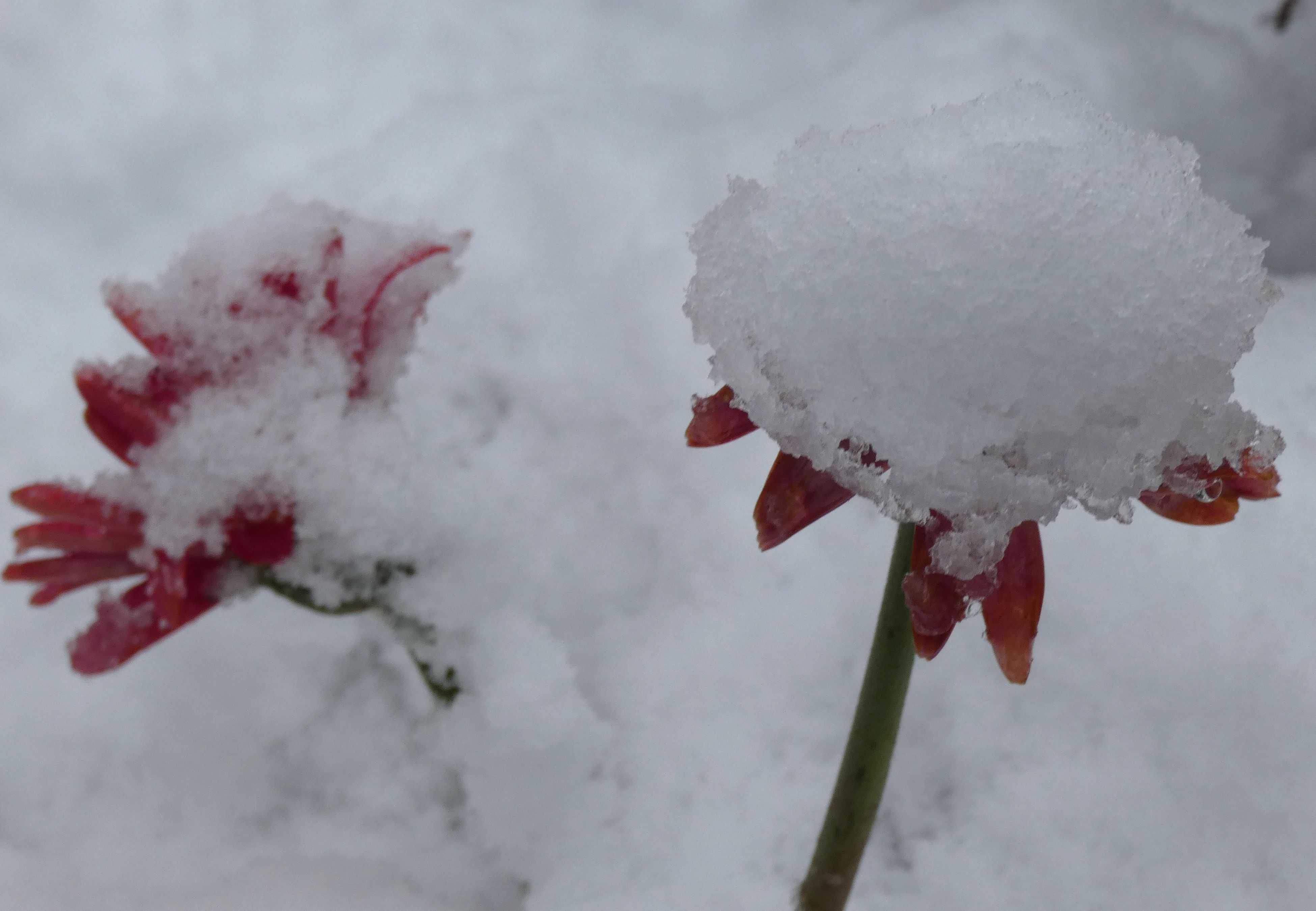 花壇に積もった雪 春の小川の花鳥日記 楽天ブログ