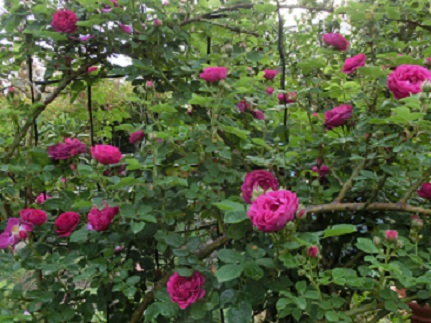 ジプシーボーイ