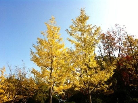 久良岐公園の紅葉