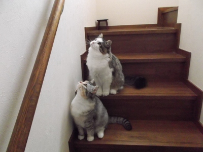 DSCF1162 (400x300).jpg
