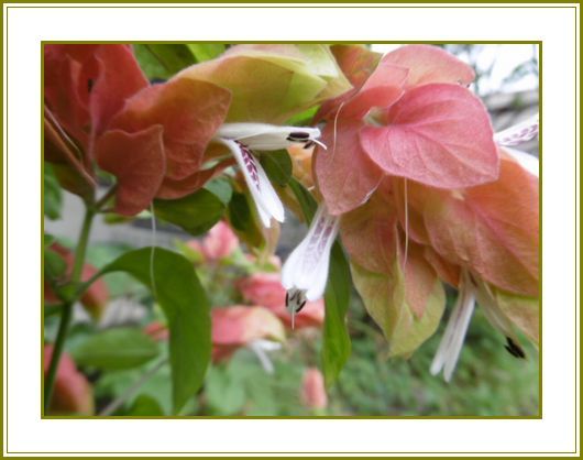 ６月23日 小海老草ピョンピョン跳ねる梅雨晴間 花の歳時記 天南星の魅力 山野草 楽天ブログ