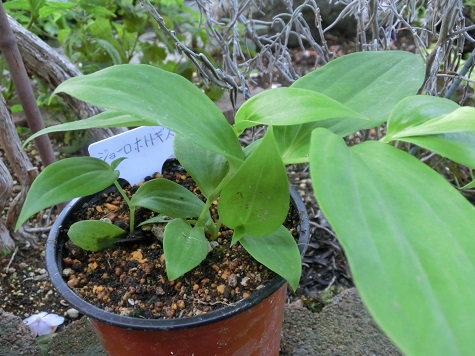 ジョウロホトトギス