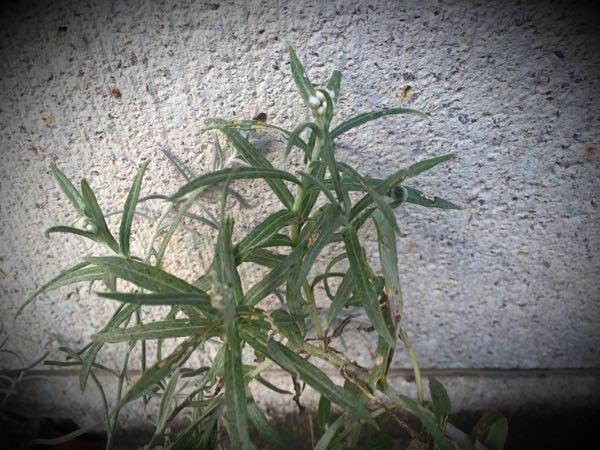 rblog-20160725203748-09.jpg