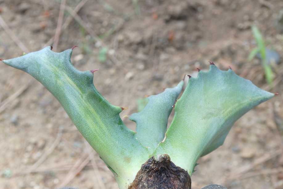 地植えアガベの様子～フェロックス”縞斑” | 小平太1098のブログ - 楽天