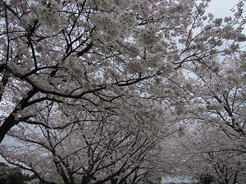 sakura4