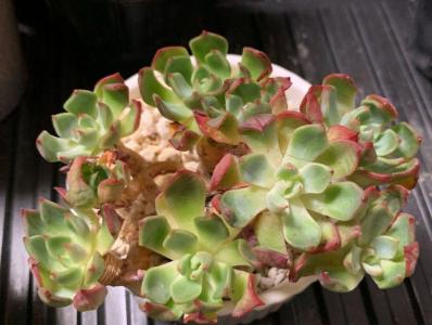 多肉植物　アモエナ　②　韓国苗 SALE】オリジナルアモエナ 多頭群生 韓国苗 多肉植物 多肉植物