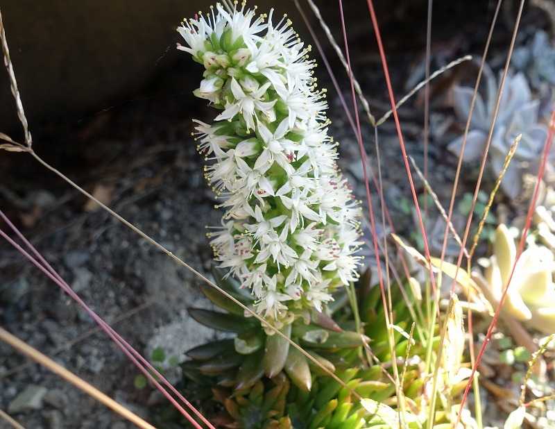 34ページ目の 今咲いている花 Gazengamaのブログ 散歩中に出合った花と趣味の陶芸作品 楽天ブログ