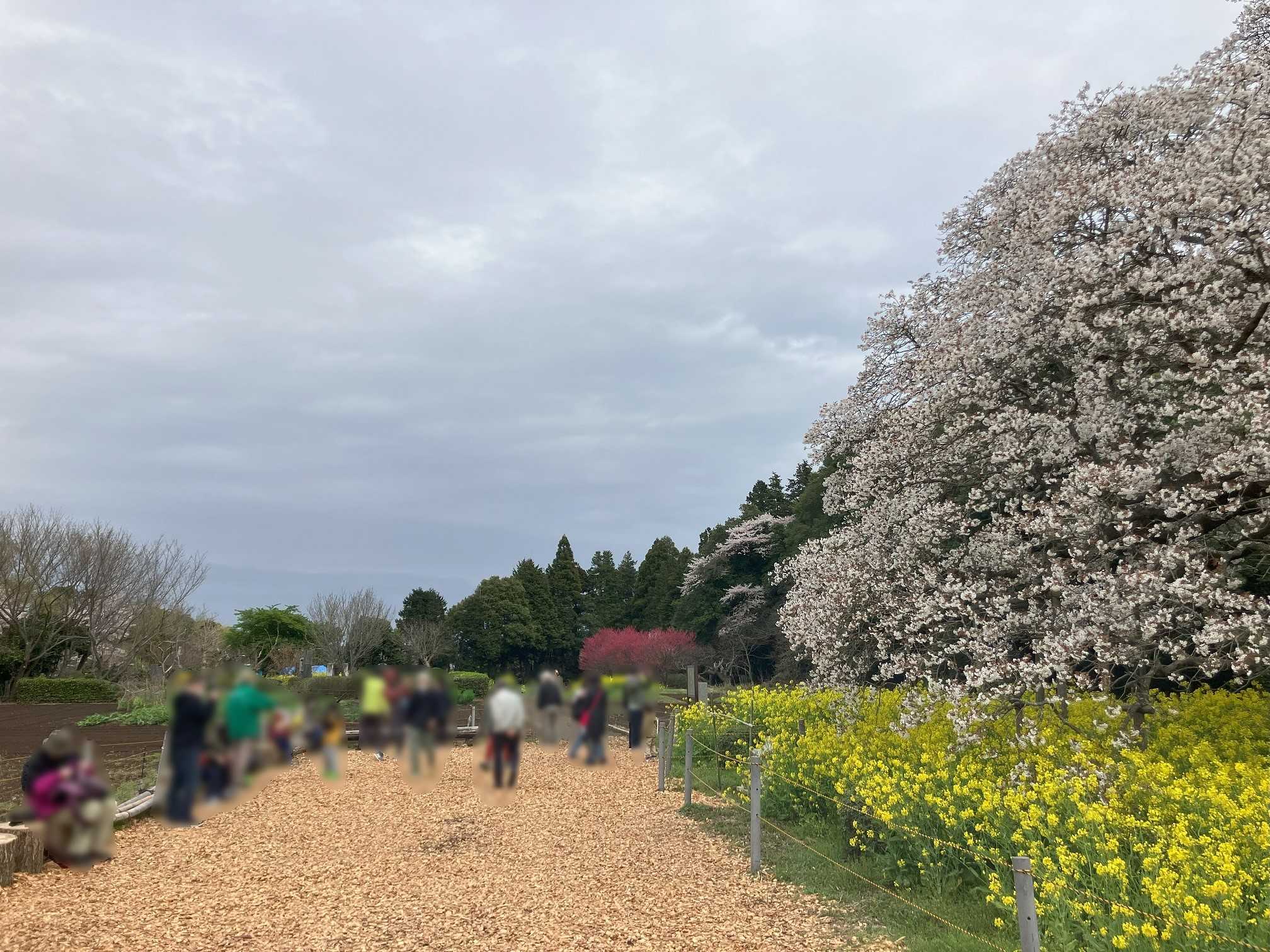 吉高の大桜