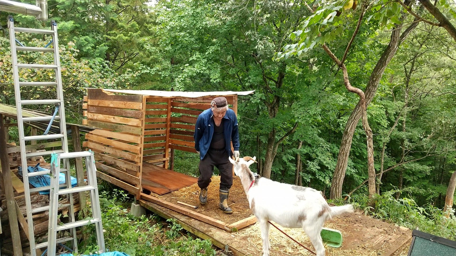 ヤギ小屋 ごんべいだより 楽天ブログ