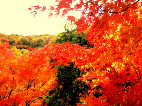 城山の紅葉　A