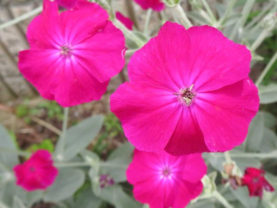 あい変わらず 花はスイセンノウ ヒューケラ だい のひとりごと 楽天ブログ