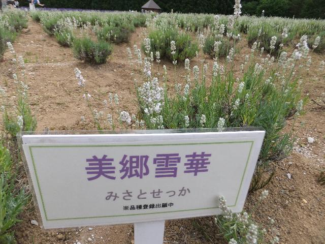 DSCF0780.jpg