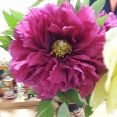 20130420_185216 牡丹