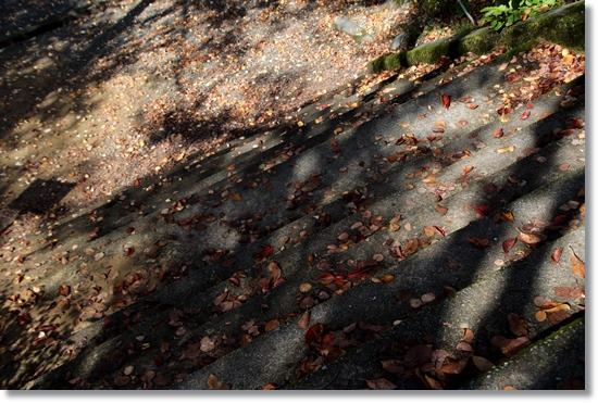 樹木公園-6 階段と落ち葉 15.10.14