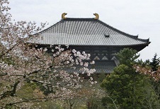 20150410大仏殿と桜.jpg