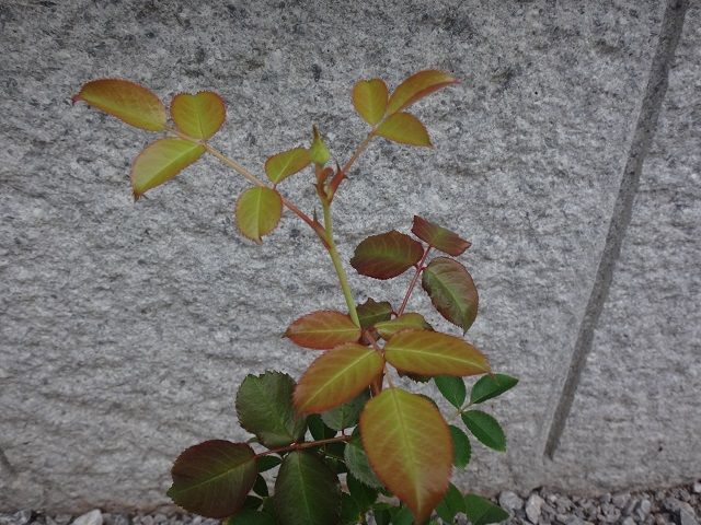 バラ 切り花の挿し木を鉢上げ後 週末の庭いじり 楽天ブログ