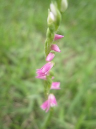 IMG_2001_1.JPG