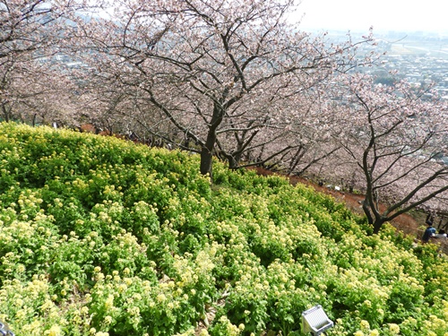 まつだ桜まつり