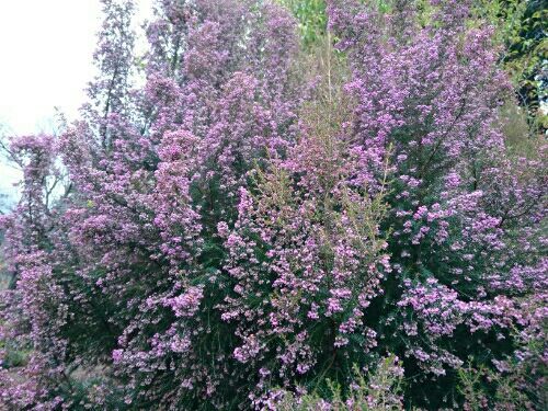 新宿御苑の冬の花と大温室 山への情熱 音楽への愛 楽天ブログ