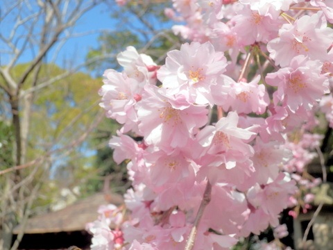 枝垂れ桜