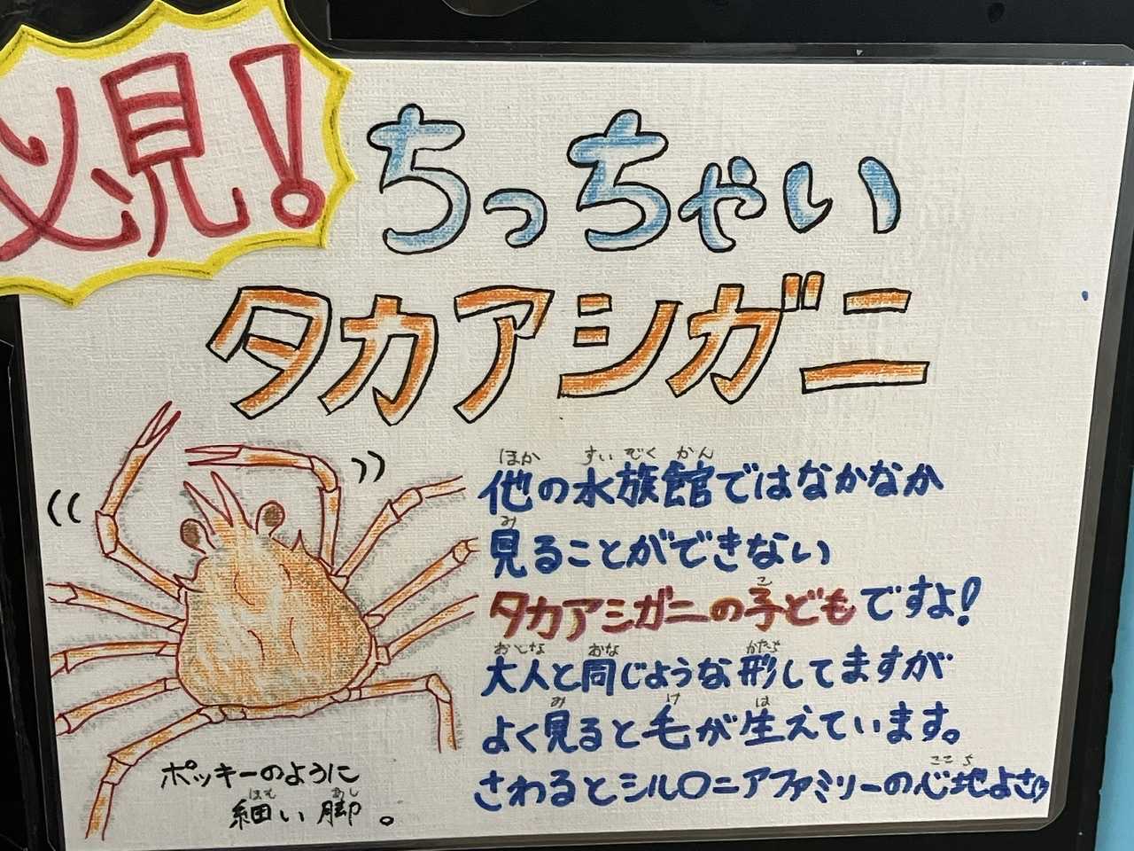 激珍！タカアシガニの赤ちゃん | 今日は誰と会えるかな だいたい東山動